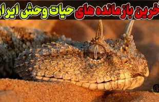 آشنایی با ۷ حیوان شگفت‌انگیز که فقط در ایران پیدا می‌شوند.