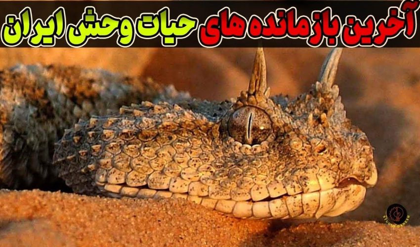 آشنایی با ۷ حیوان شگفت‌انگیز که فقط در ایران پیدا می‌شوند.